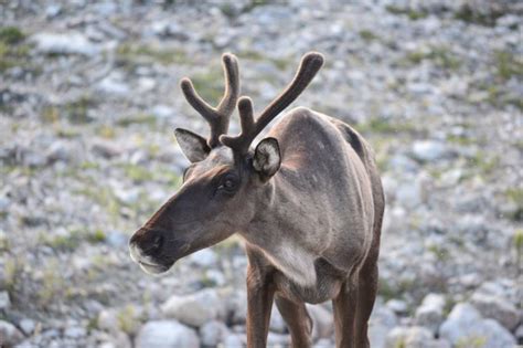 La chasse au caribou par les Innus dans le nord du Québec préoccupe les