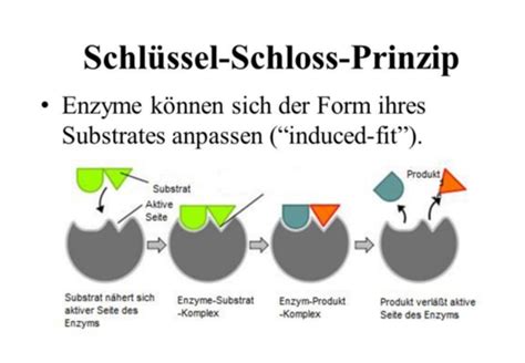 Exposition Anemonenfisch Bettw Sche Schl Ssel Schloss Prinzip Proteine