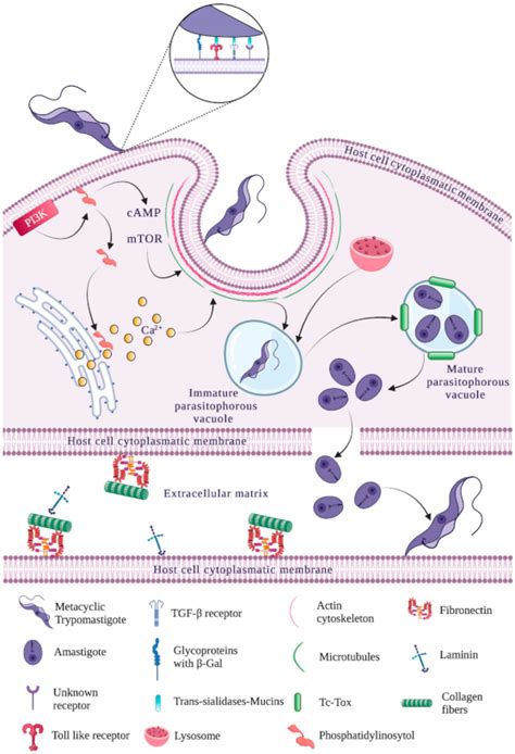 Life Free Full Text Mechanisms Associated With Trypanosoma Cruzi