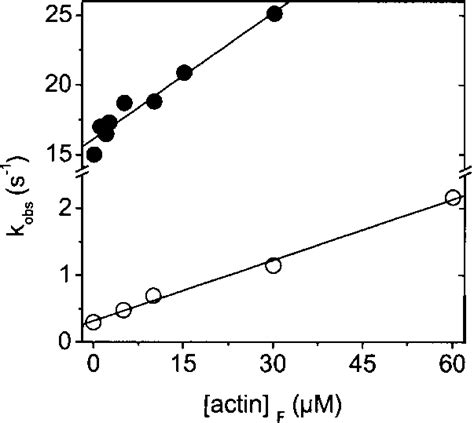 Effect Of Actin On The Dissociation Of Mant Adp From Schmm Schmm