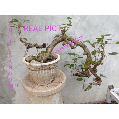 Jual Bahan Bonsai Waru Lokal Foto Utama Ready Shopee Indonesia