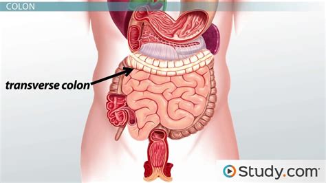 Large Intestine Definition Anatomy And Major Function Video And Lesson Transcript