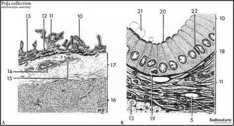 Scheme Gallbladder Vesica Fellea Vesica Biliaris Human Poja