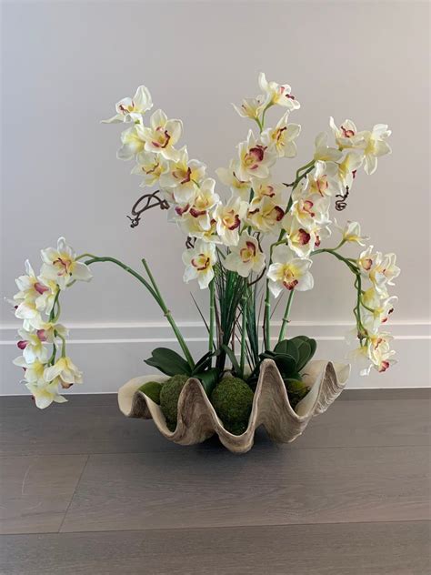 Beautiful Cream Phalaenopsis Orchid Arrangement Sea Shell Vase Real