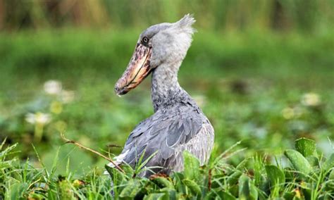 Shoebill Stork Birding Safaris In Uganda Uganda Bird Watching Safaris