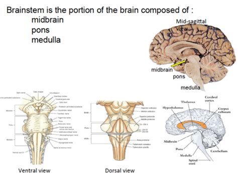 Neuroanatomy Of The Brain Stem Test Flashcards Quizlet