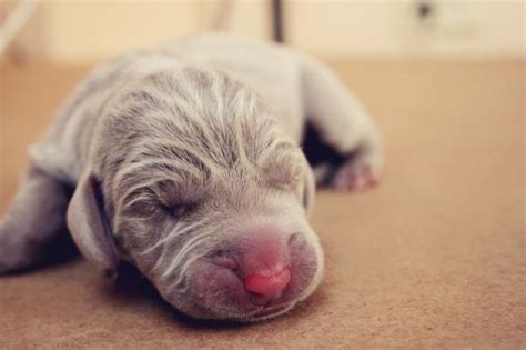 Cuidados para Perros RECIÉN NACIDOS qué necesitas saber