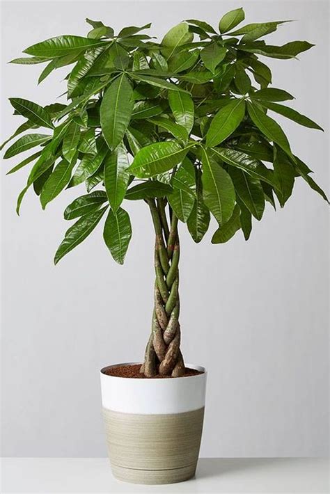 20 Best Tall Indoor Plants Best Indoor Trees For Your Home