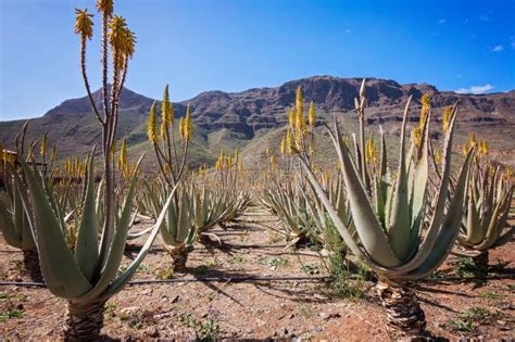 Amazing Aloe Vera Plantation In Gran Canaria Spain Aloe Vera Plants