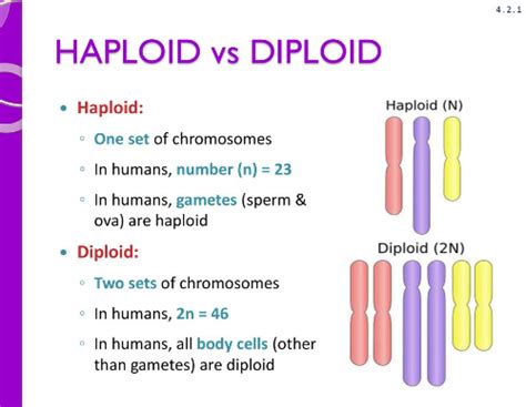 Difference Between Diploid And Haploid Cells Read Biology