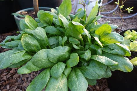 Growing Winter Spinach At Home Saras Kitchen Garden