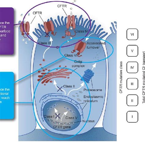 Cystic Fibrosis Transmembrane Conductance Regulator Cftr Gene