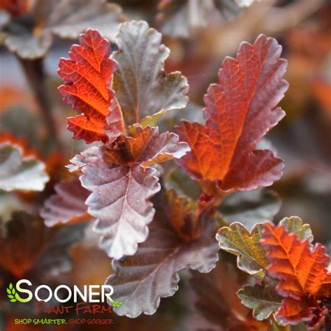 Fireside® Ninebark | Sooner Plant Farm