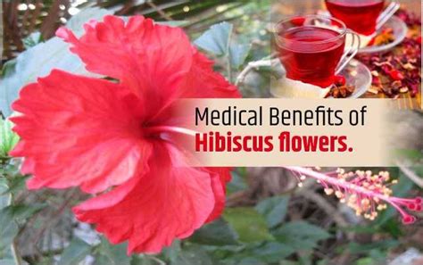 All You Need To Know About Hibiscus Flower Uses Benefits And Much More