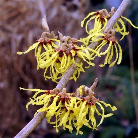 Hamamelis Intermedia ‘arnolds Promise Plants Direct Victoria Bc