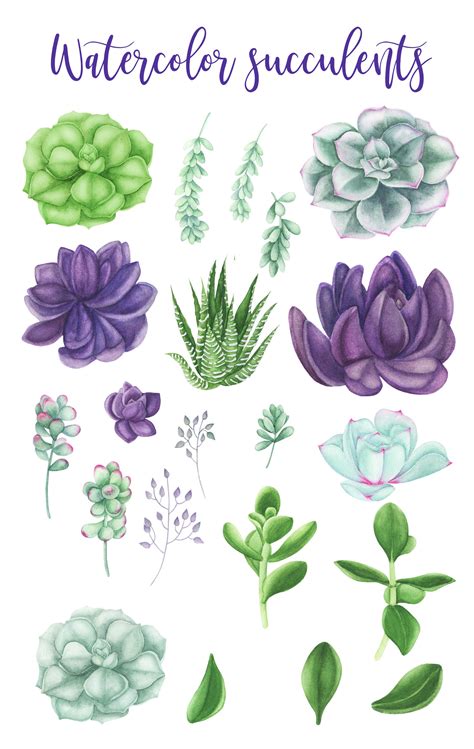 Watercolor Succulents Clipart By Plants And Other Thehungryjpeg