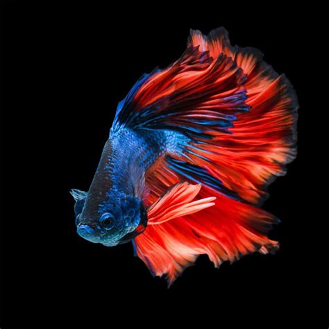 The Art Of Betta Fish Flare Understanding Their Colorful Expressions