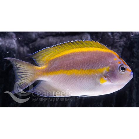 Bellus Angelfish Male Ocean Reefs Marine Aquariums