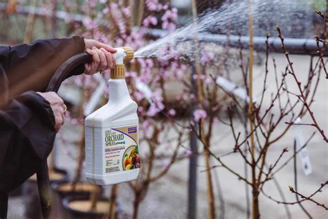 The Best Time To Spray Fruit Trees Petitti Garden Centers