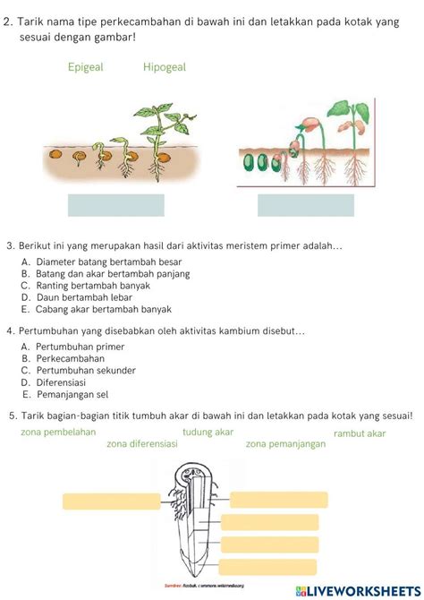 Pertumbuhan Dan Perkembangan Pada Tumbuhan Worksheet Live Worksheets