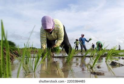 175 Traditional Food In Purworejo Indonesia Images, Stock Photos ...