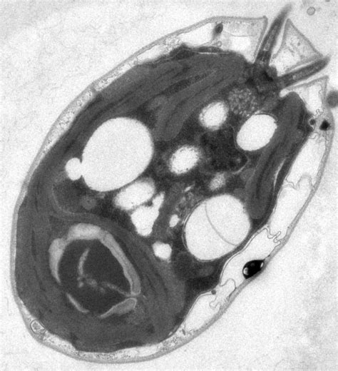 Chlamydomonas Reinhardtii