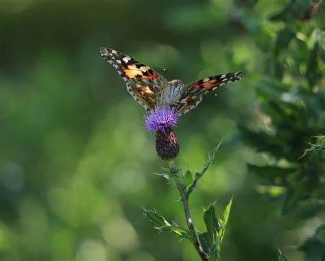 Schmetterling Insekt Sommer Kostenloses Foto Auf Pixabay Pixabay