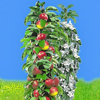 Черешня колоновидная черная (1923): купить саженцы почтой в Беларуси ...