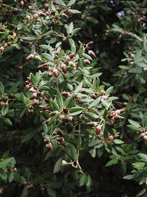 Roble De Piedra Bellotas Árbol Foto Gratis En Pixabay