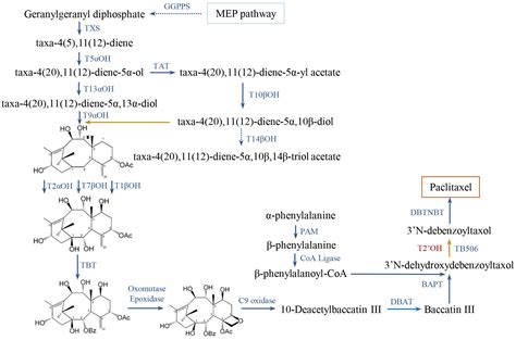 Frontiers Regulatory Micrornas And Phasirnas Of Paclitaxel Biosynthesis In Taxus Chinensis