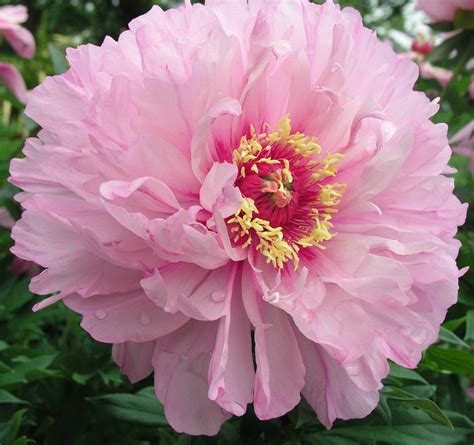 Intersectional Peonies Palmiters Garden Nursery