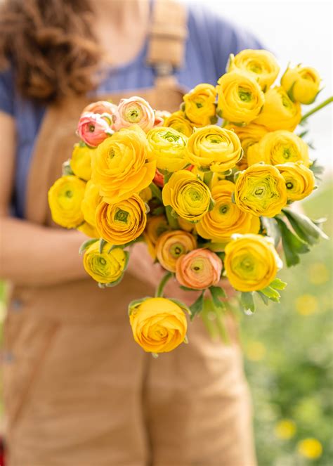 Do Ranunculus Spread Are They Invasive