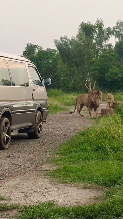 Lion Pride Blocking The Road Youtube