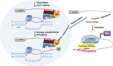 Schematic Representation Of Transcription And Translationinitiation Download Scientific