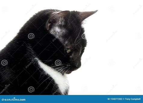 Black And White Tuxedo Cat Stock Image Image Of Isolated 154077283