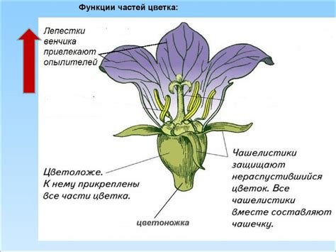 Строение цветка. 6 класс - презентация онлайн
