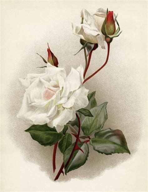 Pin By Sally Vittorio On Ephemera And Paperie Rose Painting