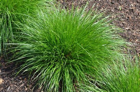 How Carex Can Be A Problem Solving Perennial For The Home Landscape