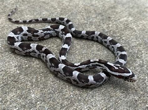 Pin By On Zmey Corn Snakes For Sale Corn Snake