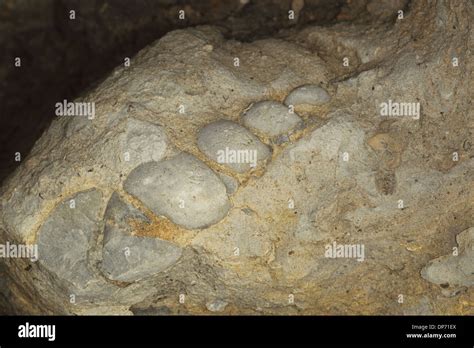 Fossil Portland Screw Turreted Gastropod Osmington Mills Dorset