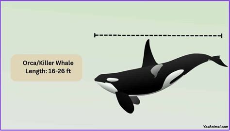 Killer Whale/Orca Size: How Big Are They Compared To Others?