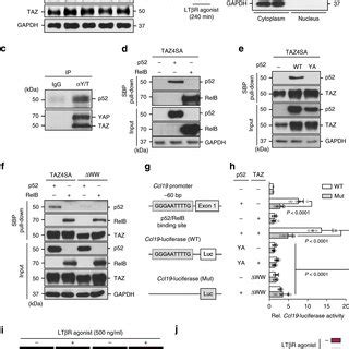 Yap Taz Hyperactivation Impairs Differentiation And Maturation Of