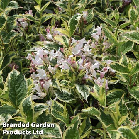 Weigela 'Nana Variegata' plants | Thompson & Morgan