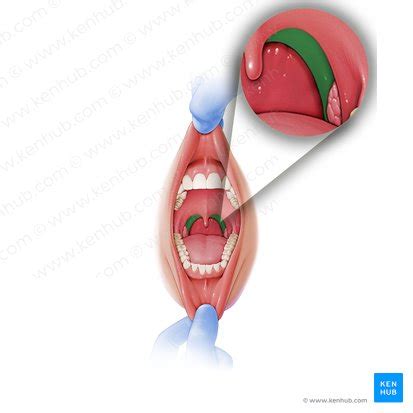 Palatopharyngeus: Origin, insertion, innervation, action | Kenhub