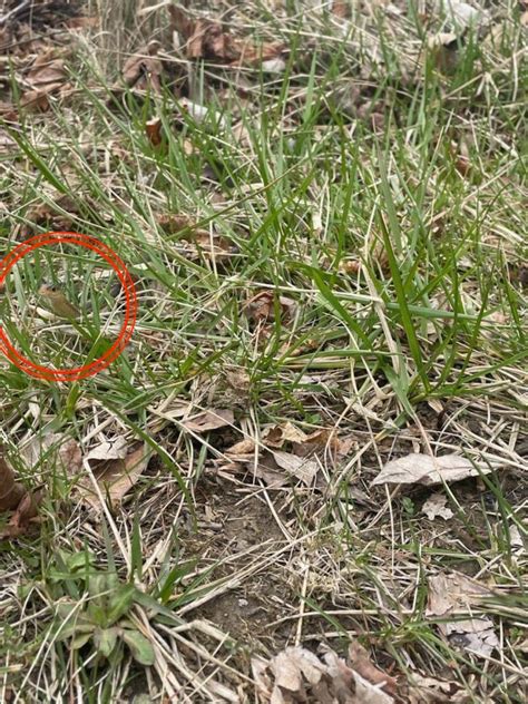 Garter snakes in Ohio: Spot the snake
