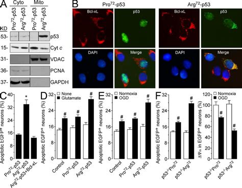 Arg P Interacts Directly With Mitochondrial Bcl Xl And Increases