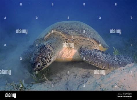 Green Turtle Chelonia Mydas Eating Seaweed Stirring Up Sand Marsa Shona Reef Dive Site