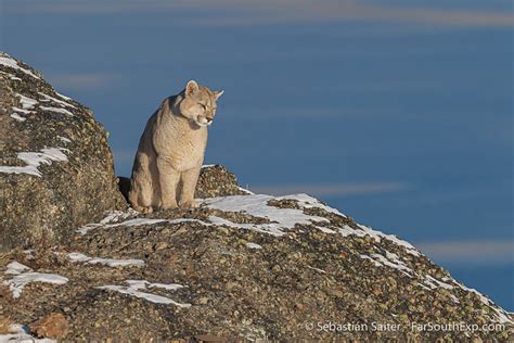 Pumas Patag Nicos En Torres Del Paine Invernal Far South Exp