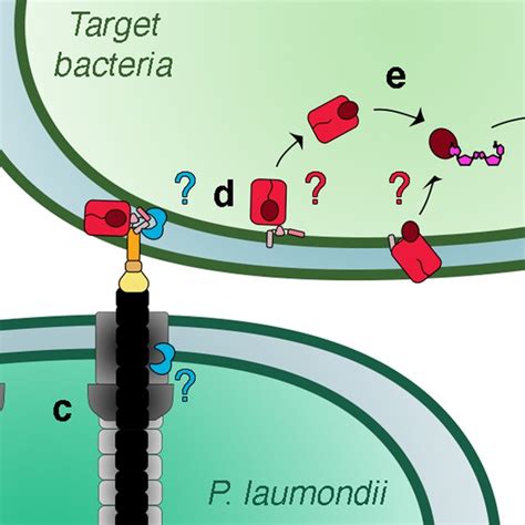 Rhs1 Mounting On The Vgrg Spike A Schematic Representation Of The Download Scientific Diagram