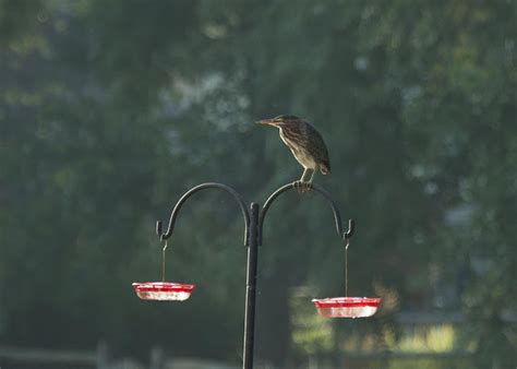 Birding Is Fun!: An Unusual Feeder Bird